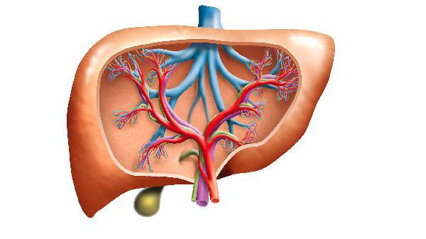 脂肪肝去世的人越来越多！医生多次苦劝：日常牢记“6不做4不吃”